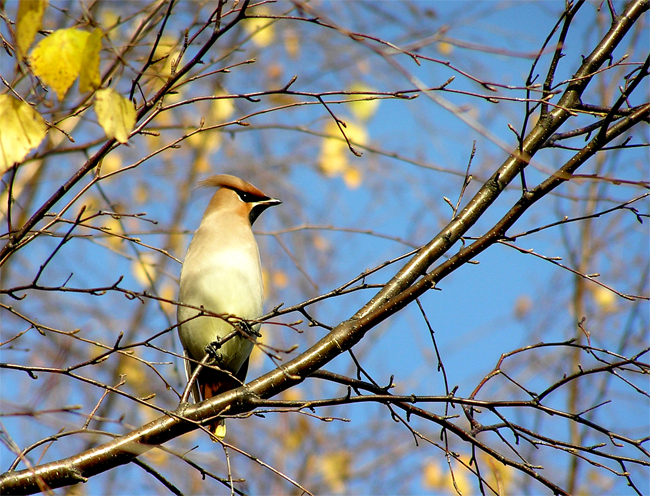 wax-wing.jpg