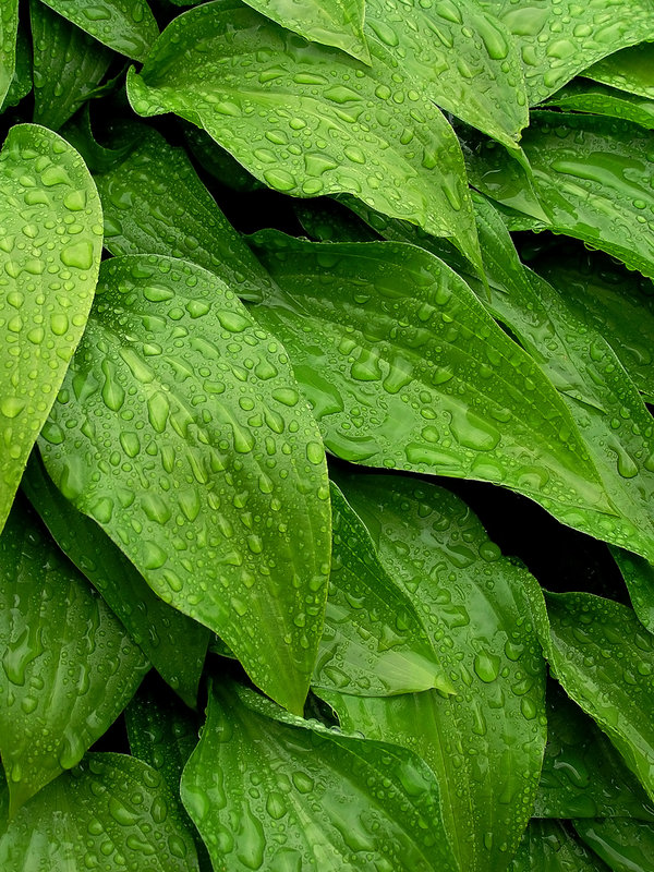 Rain