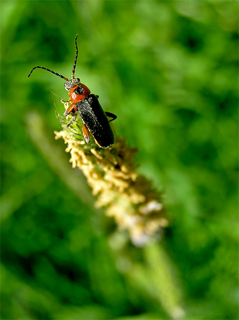 Bug