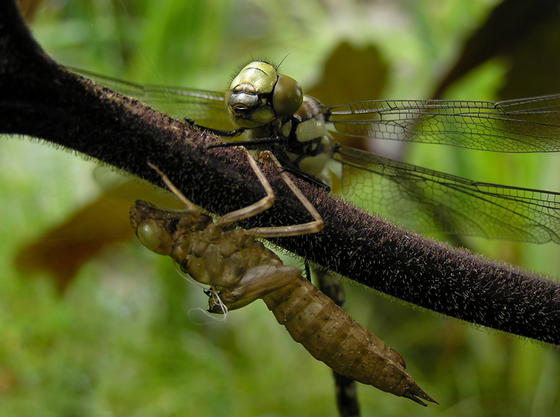 Dragonfly