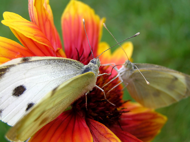 Two butterflies