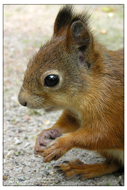 Squirrel