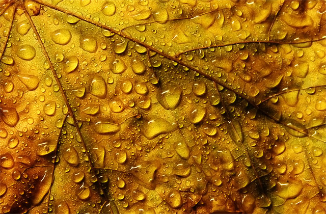 Leaf