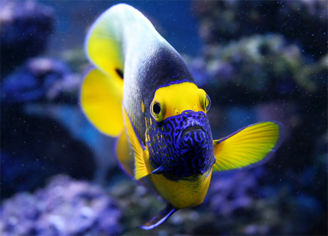 Aquarium