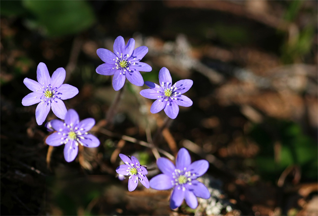 Violets