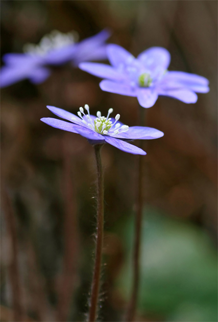 Violets