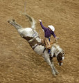 Saddle Bronc