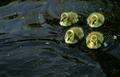 Four Goslings