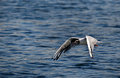 Gull over Water