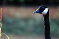 goose3