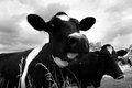 cow.jpg