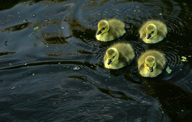 Four Goslings