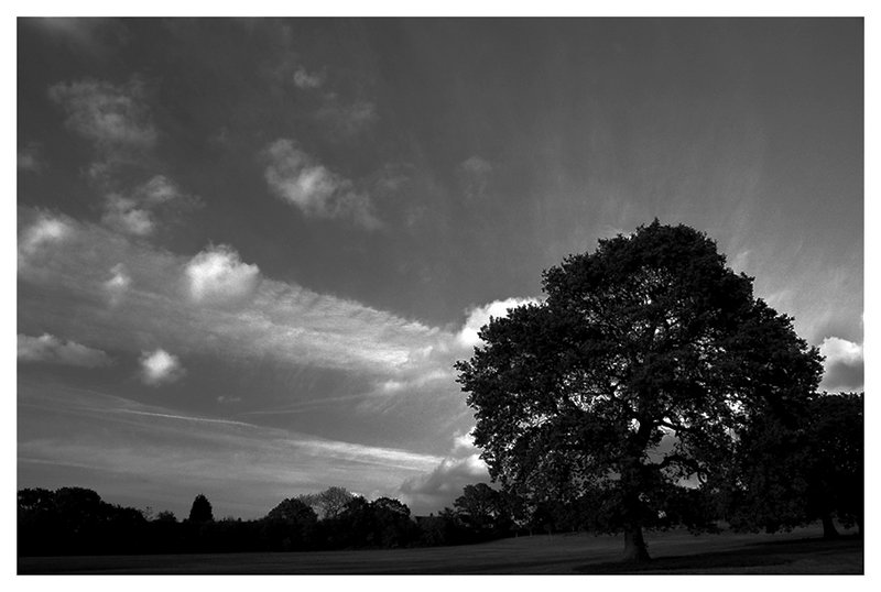 b&w-tree.jpg