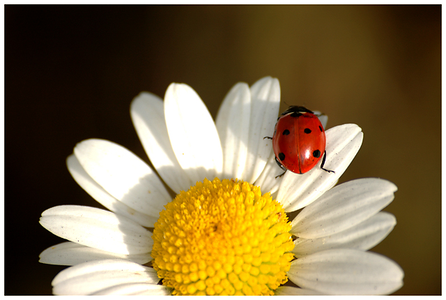 7-Spot Ladybird