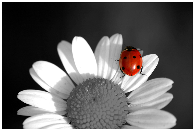 7-Spot Ladybird b and w