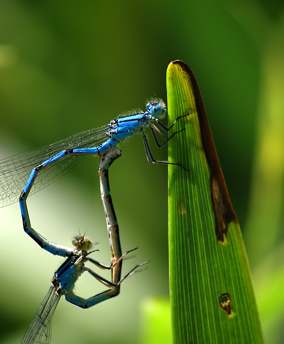damsel flies