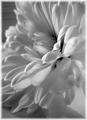 Beauty in Black and White