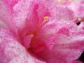 Pink and White Azaleas