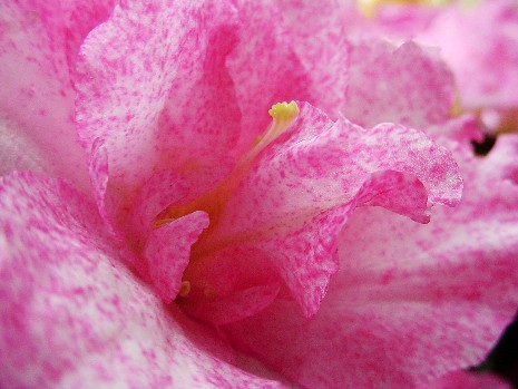 Pink and White Azaleas