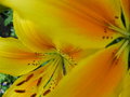 Beauty blushes