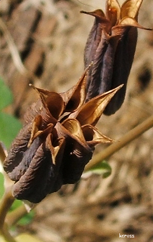 seedpod.jpg