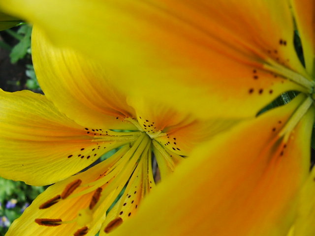 Beauty blushes