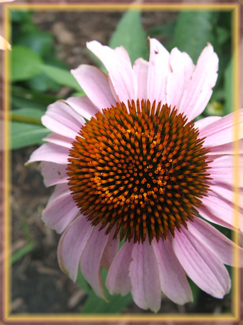 PinCushion copy.jpg