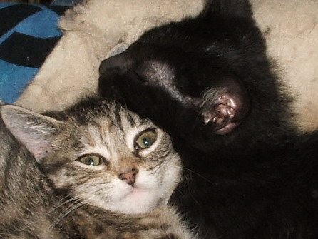 brothersister.jpg