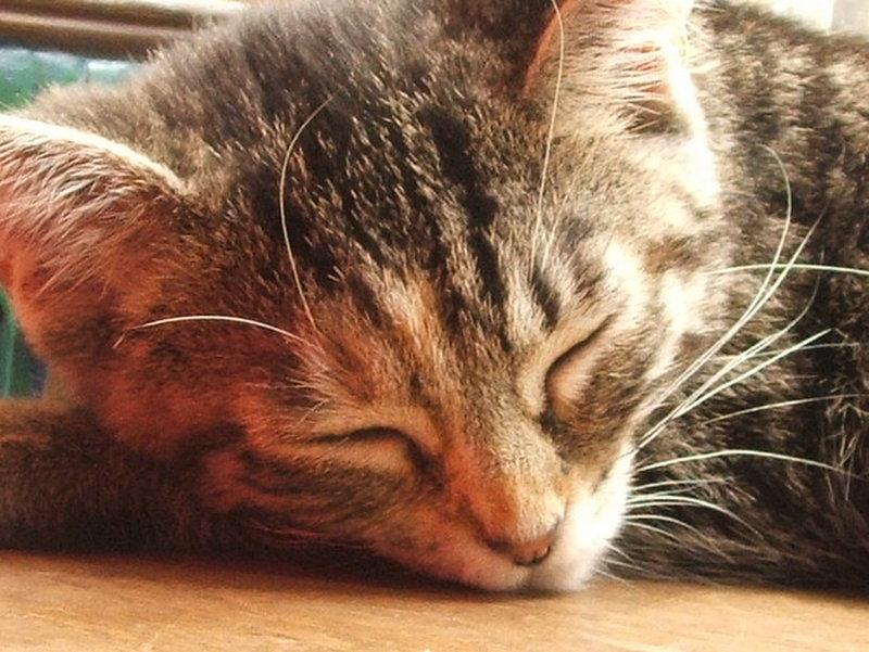 Sleeping.jpg