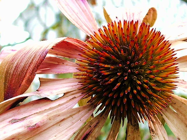 cONEfLOWER.jpg