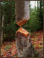 Frustrated-Beaver.jpg
