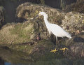 Snowy-Egret