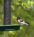 Rose Breasted Grosebeak 1