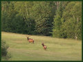 Elk,(Wapiti)