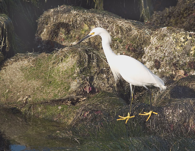 Snowy-Egret