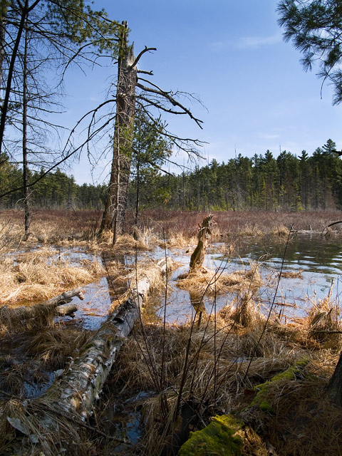 Algonquin-07-04.jpg