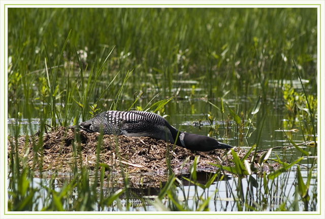 Loon-on-nest