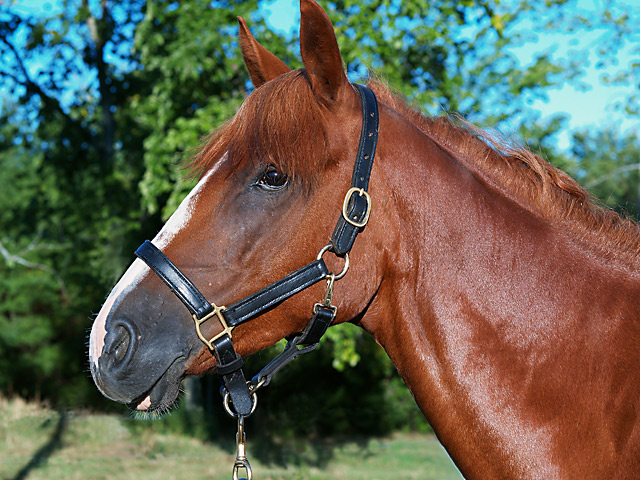 Horse