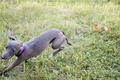 Running Pup