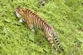 Tiger From Above