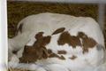 Is it a calf or a pup?