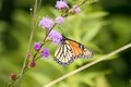 Monarch Butterfly on a Thistle