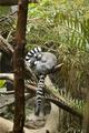 Ring Tailed Lemurs Sleeping