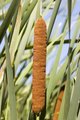Cattail in the Swamp