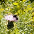 Bee on Thistle