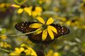A Flower Spreads Its Wings