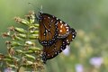 Two Butterflies Merge