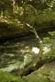 Fallen Tree Bridge Remixed