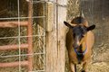 Wallflower Goat