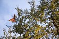 Kite Eating Tree